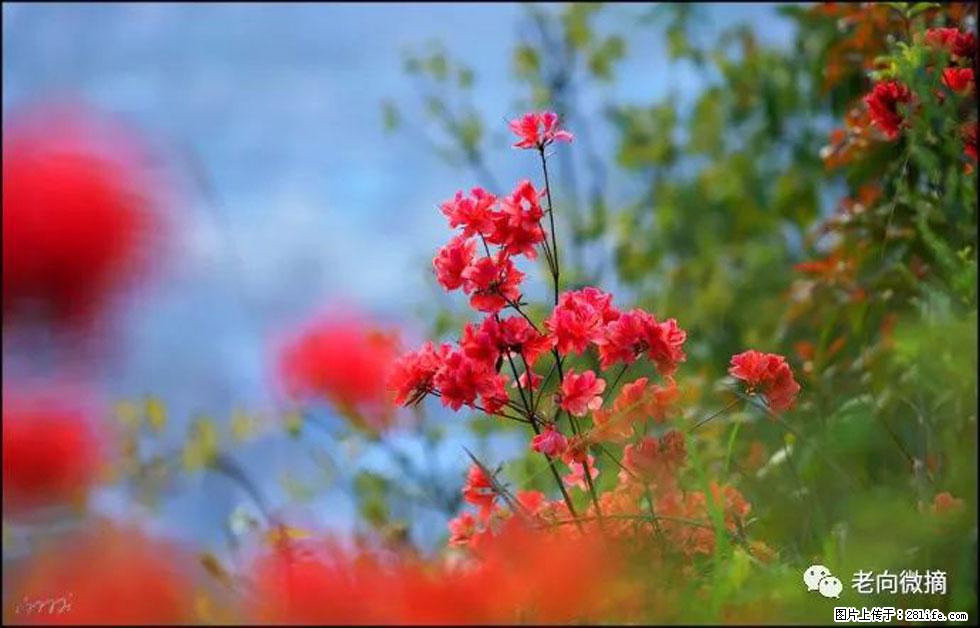 【春天,广西桂林灌阳县向您发出邀请!】登麒麟山,相约映山红 - 游山玩水 - 凭祥生活社区 - 凭祥28生活网 pingxiang.28life.com