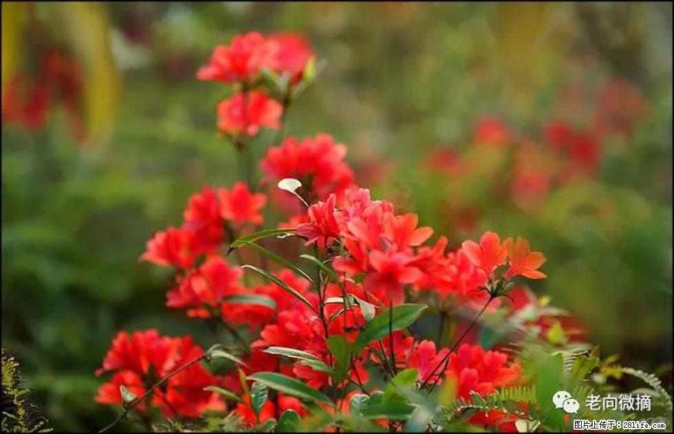 【春天,广西桂林灌阳县向您发出邀请!】登麒麟山,相约映山红 - 游山玩水 - 凭祥生活社区 - 凭祥28生活网 pingxiang.28life.com