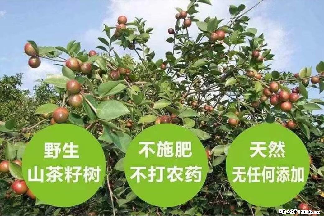 【灌阳县油茶产业示范区】一个有着充实的精神生活的人,对待身外之物自会有一种淡泊的态度 - 美食天地 - 凭祥生活社区 - 凭祥28生活网 pingxiang.28life.com