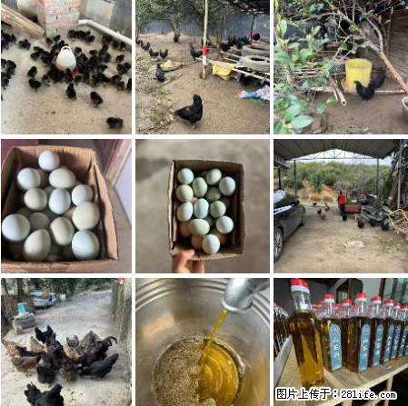 油茶园从小鸡仔开始养起的纯土鸡、土鸡蛋可以预定啦!还有前几天刚榨的纯山茶油哦 - 土特产 - 饮食特产 - 凭祥分类信息 - 凭祥28生活网 pingxiang.28life.com