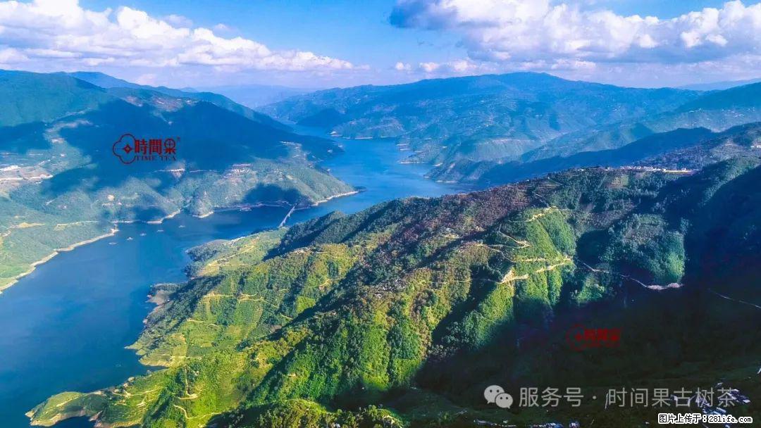 时间果百年古树龙珠普洱生茶 - 购物交流 - 凭祥生活社区 - 凭祥28生活网 pingxiang.28life.com