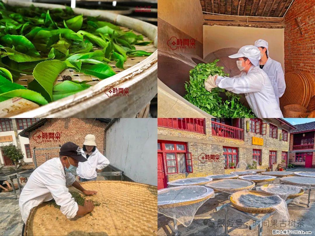 时间果百年古树龙珠普洱生茶 - 购物交流 - 凭祥生活社区 - 凭祥28生活网 pingxiang.28life.com