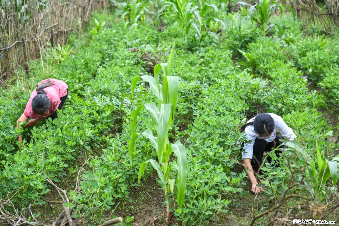 全网追的“扁担女孩”，找了一份暑假工，时薪12元 - 凭祥生活资讯 - 凭祥28生活网 pingxiang.28life.com