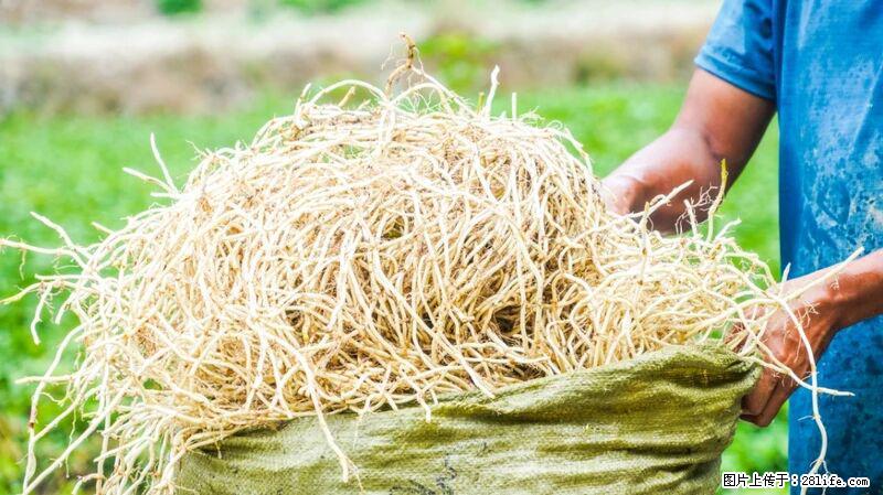 堪称“最难吃”的蔬菜，却是 “抗辐射神器”，还能护肺、清热、止咳化痰！ - 凭祥生活资讯 - 凭祥28生活网 pingxiang.28life.com