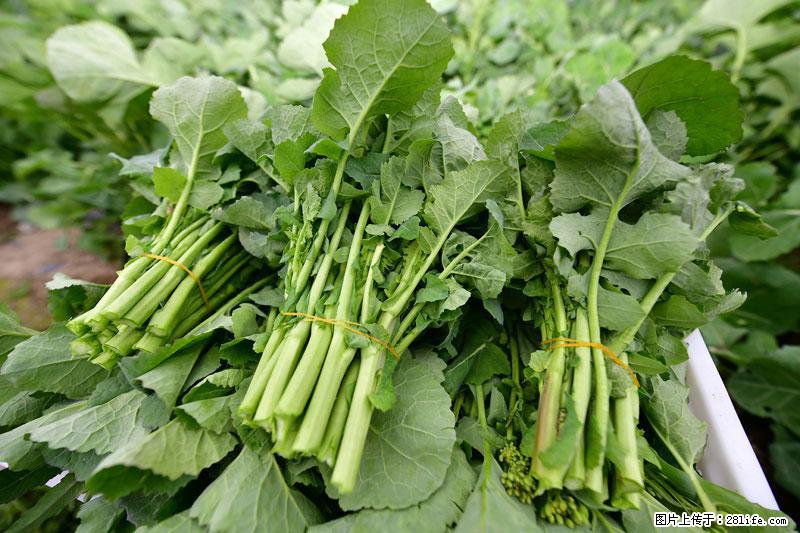 这些蔬菜是“天然钙片”,这6种被医生重点推荐 - 凭祥生活资讯 - 凭祥28生活网 pingxiang.28life.com